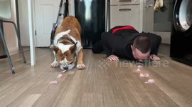 Bulldog challenges owner to eating competition: Who will win?