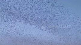 Huge flock of starlings in Rome, Italy