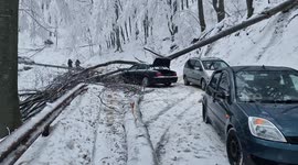 A man miraculously survived after a 7-tonne tree fell on his moving car