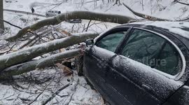 A man miraculously survived after a 7-tonne tree fell on his moving car