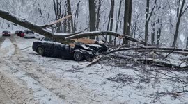 A man miraculously survived after a 7-tonne tree fell on his moving car