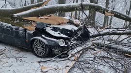 A man miraculously survived after a 7-tonne tree fell on his moving car