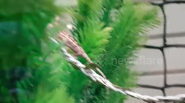 Tiny Chameleons walking together and use tails and paws to grip the rope