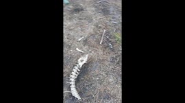 Possible Bobcat Den. Bones Everywhere Really Creepy