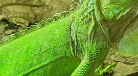 Green Iguanas is also known as the American iguana or common green iguana