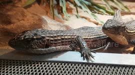 The Sudan plated lizards are native to parts of Africa regions