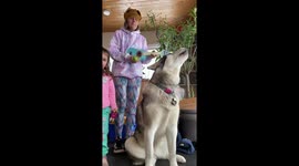 My Alaskan Malamutes have been working as Therapy Dogs since they were pups helping to build confidence in children