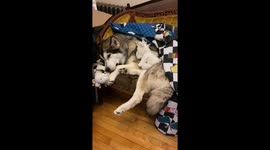 Our Alaskan Malamute Sojou has strong maternal instincts so much so she plays mama to 3 stuffed animals a cow, elf and unicore