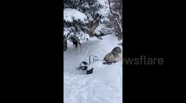 Alaskan Malamutes Sojou and  her daughter dotty dig together in our garden to uncover underground DIY wolf den after a new snowstorm in Montreal Canada