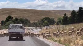 Aussie travellers caught in impressive flock of sheep while trying to cross village road
