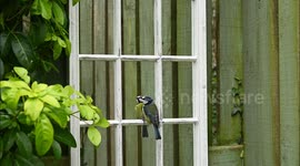 Slow Motion blue tits fascinated by own reflection in Garden Mirror