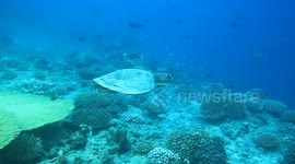 A turtle was recorded circling divers in the waters of West Sumatra.