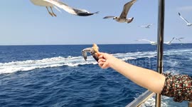 Feed the seagull