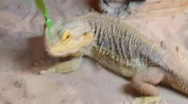 The central bearded dragon is found in parts of Australia central