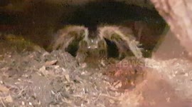 Female Trantula Spider's burrow underground and wait to ambush it's prey