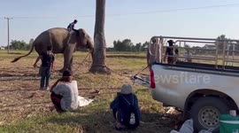 Elephant tied with ropes and beaten with spears 'as punishment' in Thailand