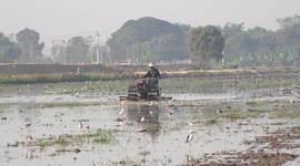 A thai farmer ploughs his paddy field in preparation for rice planting.