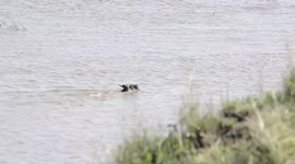 Lucky wildebeest survives two crocodile attacks while crossing river