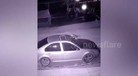 Cheeky cat climbs through car sun roof... giving driver an amusing surprise