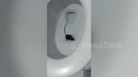 Tiny mouse falls into school toilet in Thailand