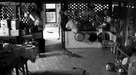 Brave pet cat teams up with grandmother to chase deadly snake out of house