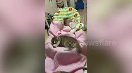 Adorable Siberian Husky puppy sleeps beside baby on rocking cradle