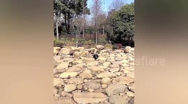 Disturbing video shows boy abusing peacock at zoo in China