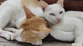 Cats Enjoys a Well-deserved Nap After a Satisfying Meal on a Wooden Chair