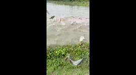 VILLAGE BEST NET FISHING IN INDIA . PEOPLE FISH CATCHING IN THE VILLAGE BEAUTIFUL POND