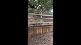 Rescued Los Angeles bobcat storms into chicken coup but listens to human rescuer and flees