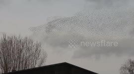 Stunning bird murmuration swoops through the skies over Tewkesbury in Gloucestershire
