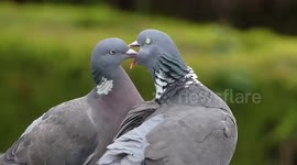 Two pigeons kissing.