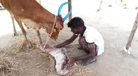 Cow mum kisses her calf born without legs in India