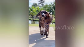 Petite Thai farmer poses with HUGE prize-winning buffalo