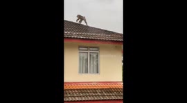 Monkey has fun pulling roof tiles off in Malaysia