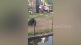 Angry chimpanzee launches water bottle at zoo visitor in China