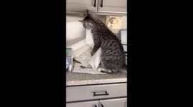 Mischievous cat caught unrolling entire paper towel roll with teeth and paws