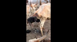 Cow urine is used as a shower by the Mundari tribe!