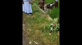 Motorcycle riders fall into a paddy field of mud