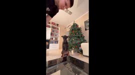 Dog can't stop drooling when cookies placed in front of it