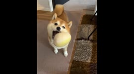 Dog always brings its toys while owner is vacuuming