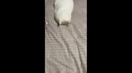 A tired cat that is sleeping very cutely is roused by her owner