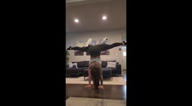 Cockatoos balance with their owner while practicing handstands