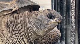 Giant tortoises kept in harrowing conditions at controversial Thai market
