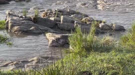 Photographer captures incredible moment lions cubs had to leap across a swollen river