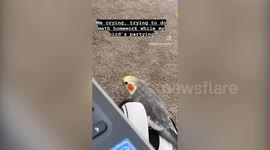 Listen to this cockatiel sing classic tunes including disco favourite 'September' by Earth Wind & Fire