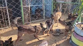 Palestinian trainer Khabab Al-Sahloub, 34, trains dogs at a dog training academy in Gaza city.