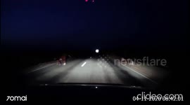 Close Call: Cows in the Middle of the Highway Nearly Causes a Collision