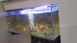 Philippines earthquake rocks goldfish aquarium and chandelier
