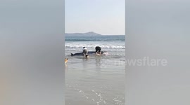 Kind-hearted tourists push stranded whale back into sea in China